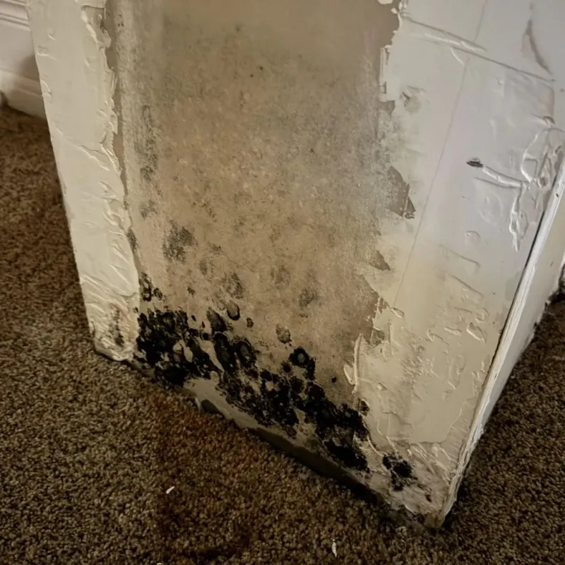Professional Mold Removal in Claysburg, PA